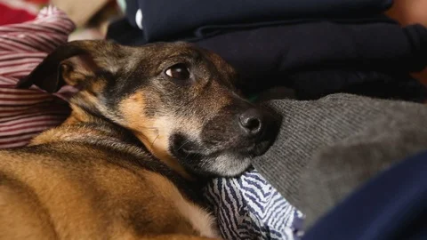 Dog is lying on the clothes Stock Footage 100898740