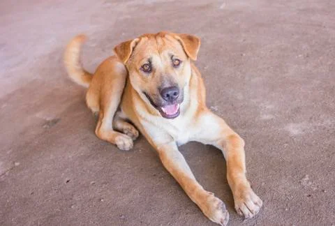 The dog is lying on the concrete Stock Photos