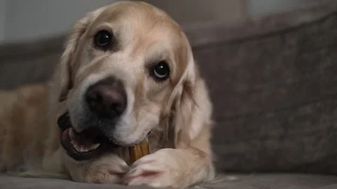The dog is lying on the couch chewing on an edible bone. Stock Footage 263449767