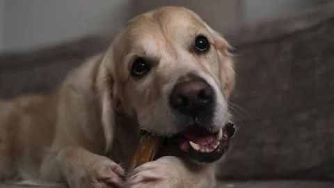 The dog is lying on the couch chewing on an edible bone. Stock Footage 263449768