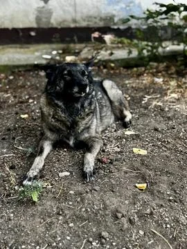 Dog Lying on Dirt in Backyard Stock-Fotos