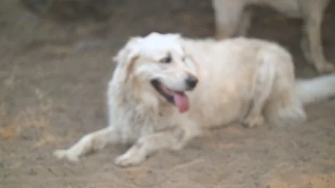 Dog Lying in the Dirt Stock Footage 90149023