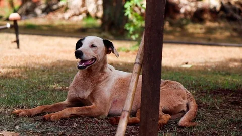 Dog lying dirty with mud on the farm Stock Footage 121714243