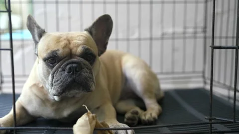 Dog lying in dog cage with rawhide bone. Stockbeeldmateriaal 251300422
