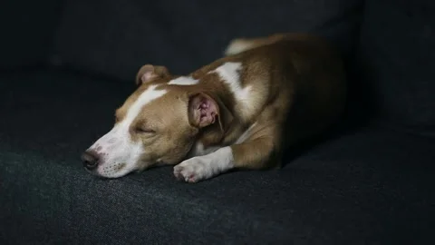 A dog that is lying down and looking at the camera Stock Footage 149596750