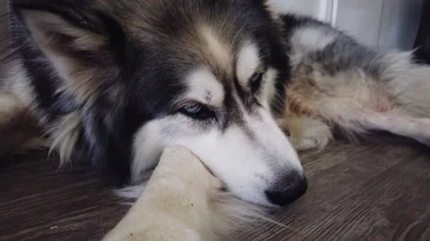 A dog that is lying down and looking at the camera Stock Footage 155357330