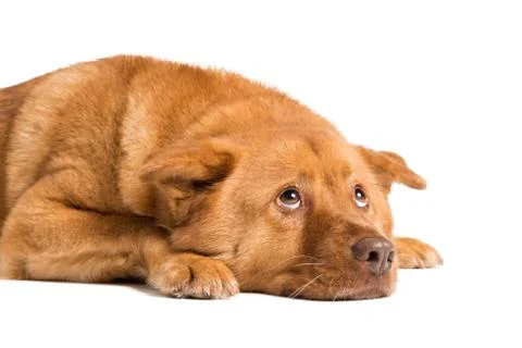 Dog lying down and looking up Stock Photos