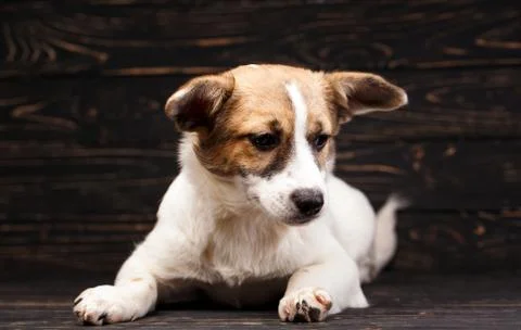 The dog is lying down and looking disappointed Stock Photos