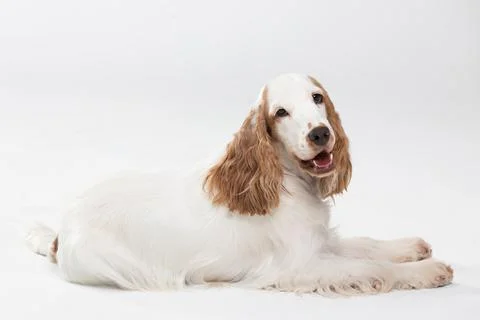 The dog is lying down and looking straight into the camera. English cocker Stock Photos