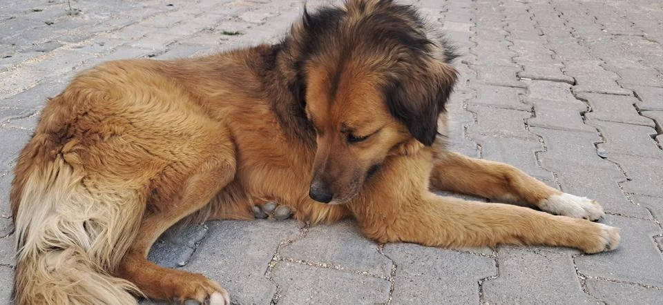 Dog lying down and looking back Stock Photos