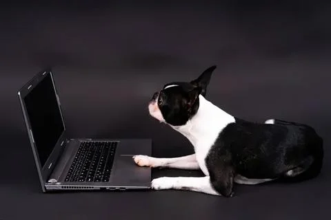 Dog lying down and using a laptop on a black background Stock Photos