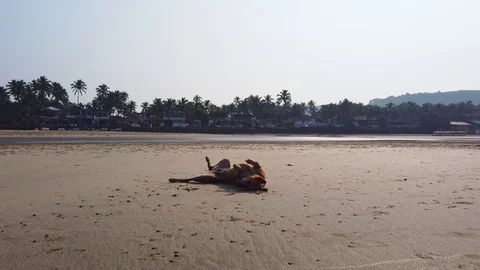 Dog Lying Down at Beach. Stock Footage 128842455