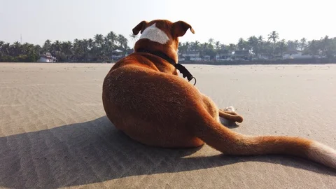 Dog Lying Down at Beach. Stock Footage 128843079