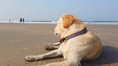 Dog Lying Down at Beach. Stock Footage 128844528