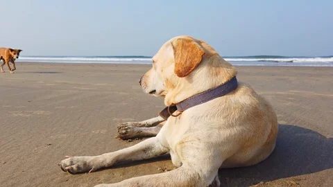 Dog Lying Down at Beach. Stock Footage 128844661