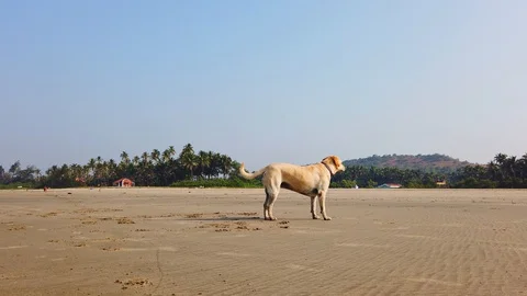 Dog Lying Down at Beach. Stock Footage 128844703