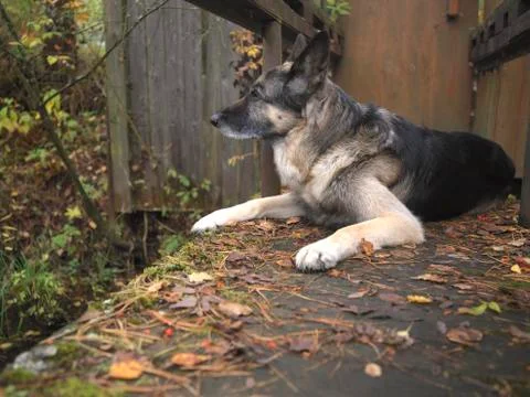 Dog Lying Down On Bridge Foto stock