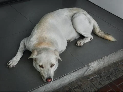 A Dog Lying Down On the Floor Looking Up At Camera Stock Photos