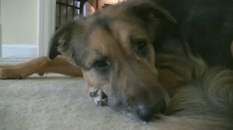 Dog Lying Down Stock-Footage 11524625