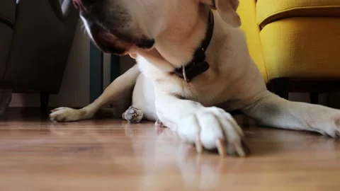 Dog lying down at home Stock Footage 137964829