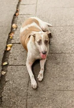 Dog lying down-manila Stock Photos