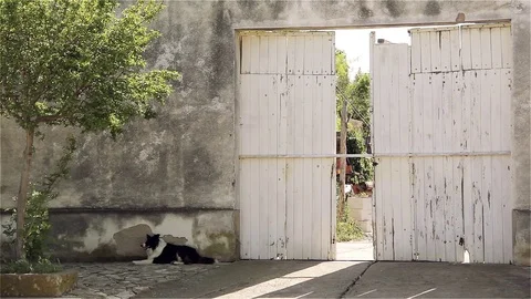 Dog lying down near an Old Broken Wood Door of a House. Stock Footage 94133786