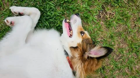 Dog lying down with paws folded Foto stock