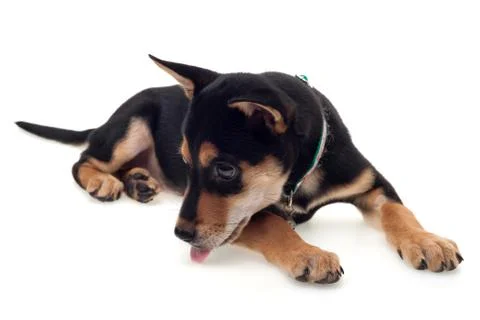 Dog lying down Stock Photos