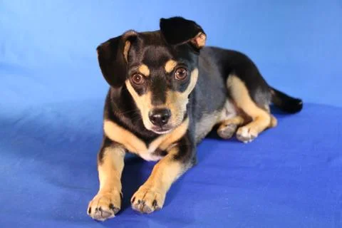 Dog lying down 스톡 사진