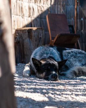 Dog lying down resting on a pebble floor on a sunny day. Stock Photos