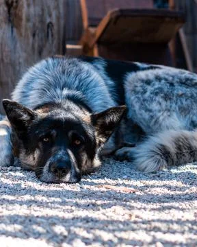 Dog lying down resting on a pebble floor looking at the camera on a sunny day Stock Photos