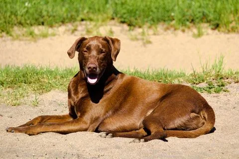 A dog lying down resting in sand Stock Photos
