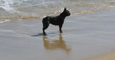 Dog lying down on sandy beach in ocean wave. Stock Footage 235815405