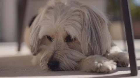 Dog Lying Down in Shade Stock Footage 170033079