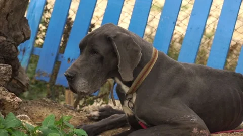 Dog lying down slow motion Stock Footage 224125252