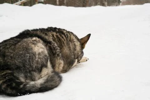 Dog lying down on the snow Fotos Stock