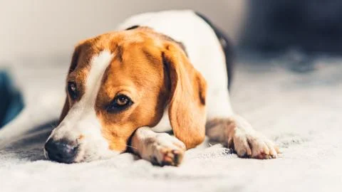 Dog lying down on sofa in bright room on blanket. Copy space Stock Photos