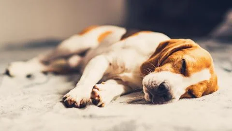 Dog lying down on sofa in bright room on blanket. Copy space Stock Photos