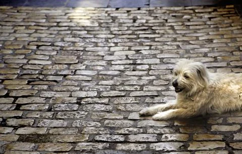 Dog lying down street Stock Photos
