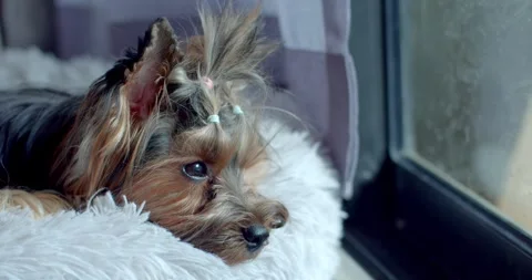 A dog is lying down waiting for its owner to go to work outside. Stock Footage 270575592