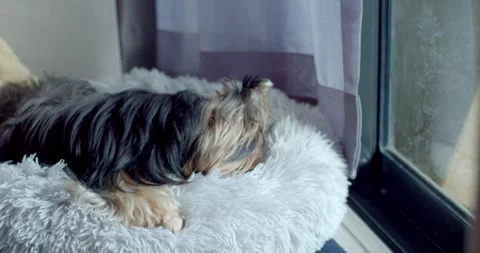A dog is lying down waiting for its owner to go to work outside. Stock Footage 277399144