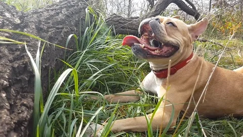 Dog  lying eats grass Video stock 105690979