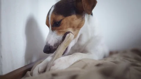 Dog lying on floor and gnaw bone. 動画素材 81134071