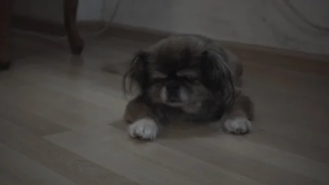 Dog lying on the floor Stock Footage 96000116