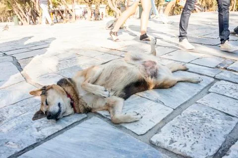 Dog lying on the floor Stock Photos