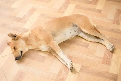 Dog is lying on the floor. Foto stock