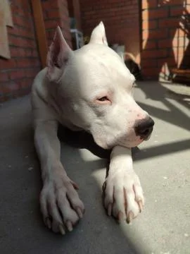 The dog is lying on the floor Foto stock