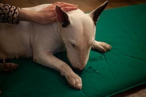 The dog is lying on the floor. Stock Photos
