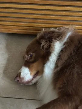 Dog lying on the floor Stock Photos