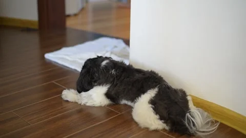 The dog is lying on the floor. Shih-tz dog, black and white Stock Footage 279917469